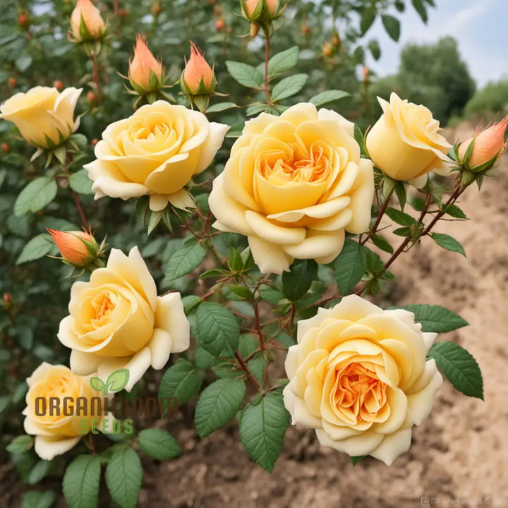 Flower Seeds, Seeds,Seeds For Planting,Plant Seeds