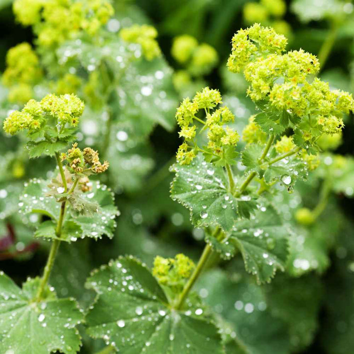 Flower Seeds, Seeds,Seeds For Planting,Plant Seeds