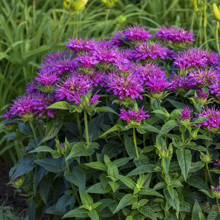 Flower Seeds, Seeds,Seeds For Planting,Plant Seeds