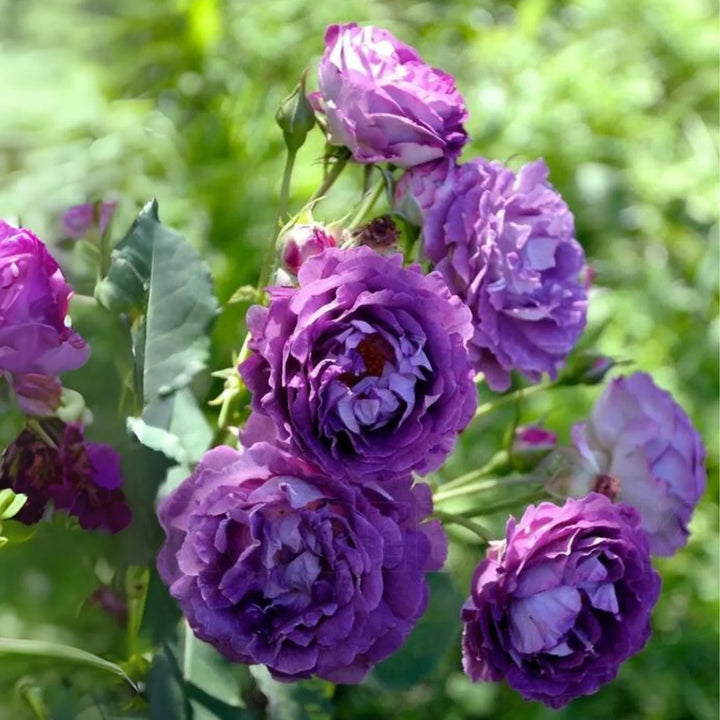 Flower Seeds, Seeds,Seeds For Planting,Plant Seeds
