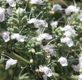 White Sage Flower Seeds for Planting – Heirloom, Non-GMO, High Germination Garden Seeds