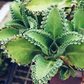 Light Green Kalanchoe Flower Seeds for Planting – Garden Favorite, Heirloom &amp; Non-GMO, High Germination