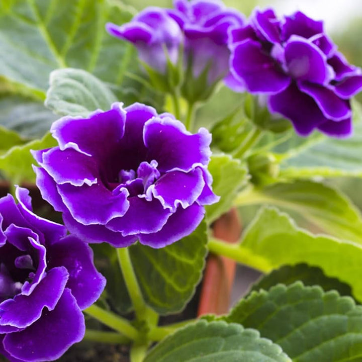 Flower Seeds, Seeds,Seeds For Planting,Plant Seeds
