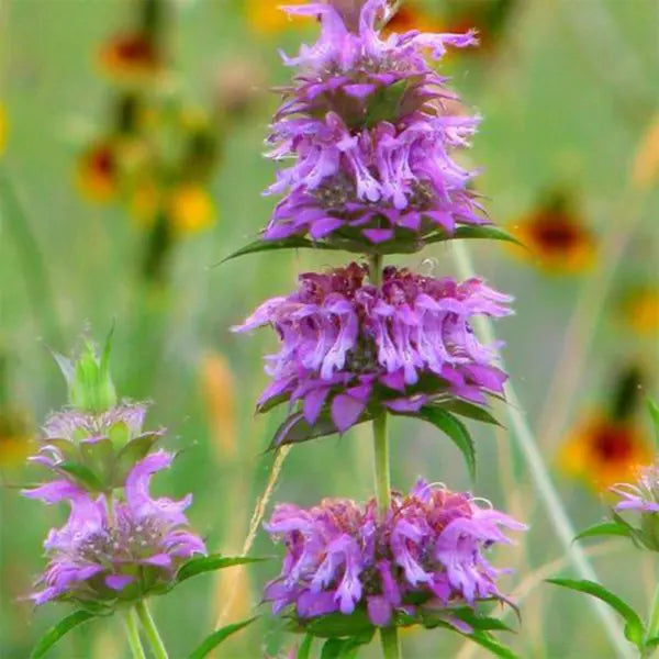 Flower Seeds, Seeds,Seeds For Planting,Plant Seeds