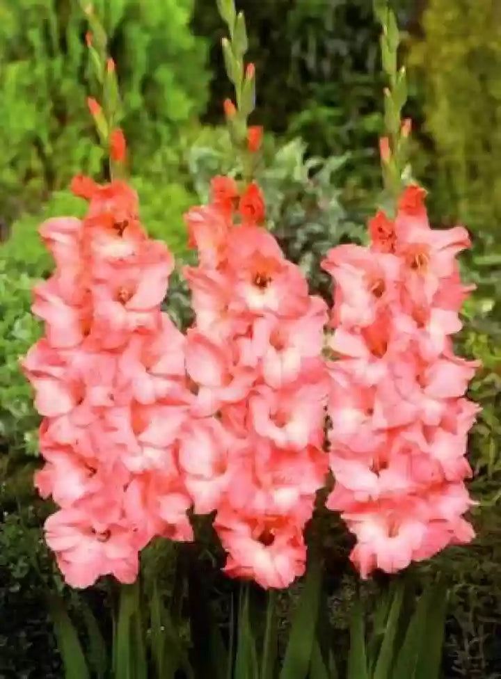 Pink Gladiolus Hybridus Flower Seeds for Planting – Heirloom, Non-GMO, High Germination Organic Garden Seeds