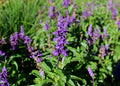 Violet Farinacea Flower Seeds for Planting – Heirloom, Non-GMO, High Germination Garden Seeds