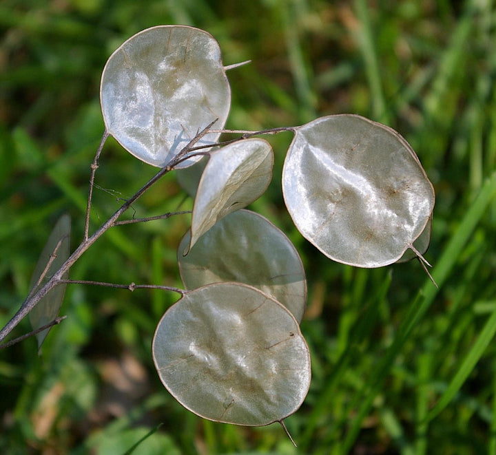 Flower Seeds, Seeds,Seeds For Planting,Plant Seeds