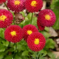 Red Yellow Bellis Flower Seeds for Planting – Heirloom, Non-GMO, High Germination Garden Seeds