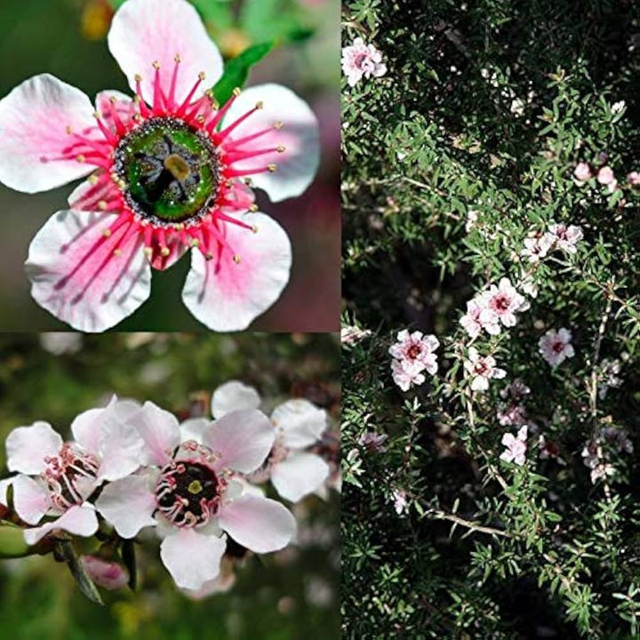 Flower Seeds, Seeds,Seeds For Planting,Plant Seeds