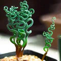 Tortilis Spiral Flower Seeds for Planting – Heirloom, Non-GMO, High Germination Garden Seeds