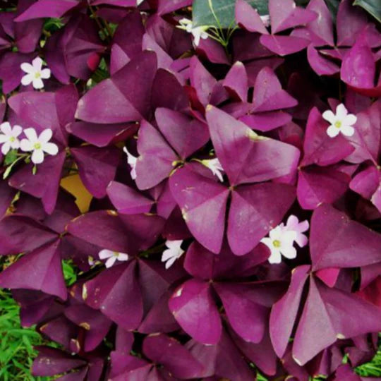 Red Woodsorrel Flower Seeds for Planting – Heirloom, Non-GMO, High Germination Organic Garden Seeds