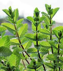 Peppermint Mint Seeds for Planting – Heirloom & Non-GMO Herb for Teas, Remedies & Culinary Gardens