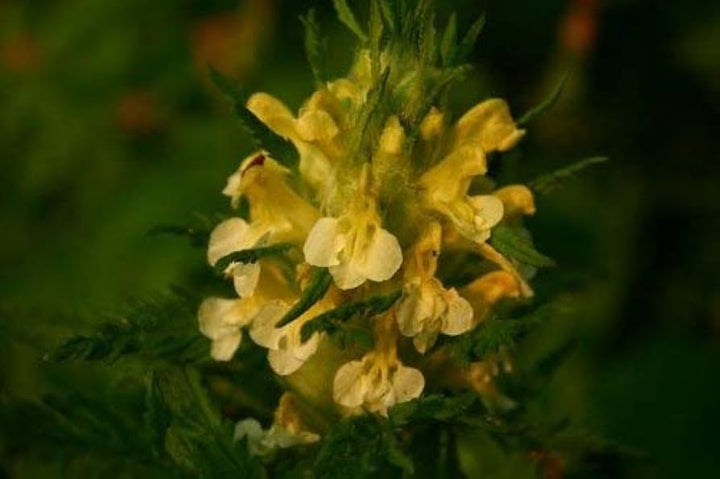 Yellow Pedicularis Lanceolata Flower Seeds for Planting – Heirloom, Non-GMO, High Germination Organic Garden Seeds