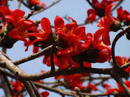 Flower Seeds, Seeds,Seeds For Planting,Plant Seeds