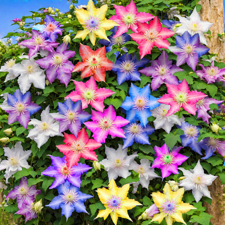 Flower Seeds, Seeds,Seeds For Planting,Plant Seeds