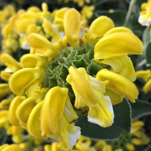 Flower Seeds, Seeds,Seeds For Planting,Plant Seeds