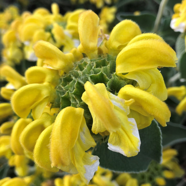 Flower Seeds, Seeds,Seeds For Planting,Plant Seeds