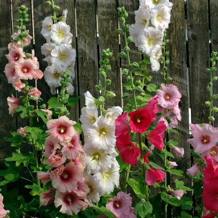 Flower Seeds, Seeds,Seeds For Planting,Plant Seeds