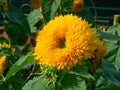 Yellow Honey Bear Flower Seeds for Planting – Heirloom, Non-GMO, High Germination Garden Seeds