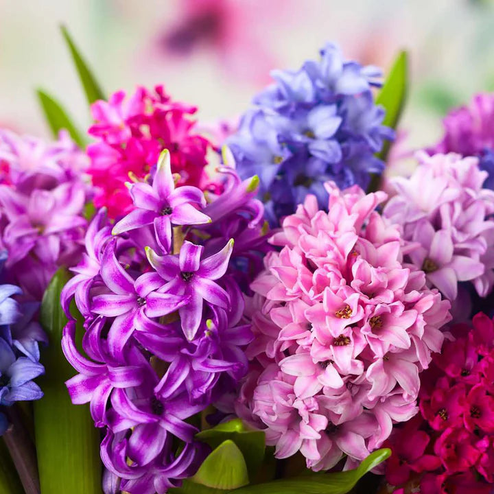 Multi-Colour Hyacinthus Orientalis Flower Seeds for Planting Heirloom Non-GMO High Germination Organic Garden Seeds