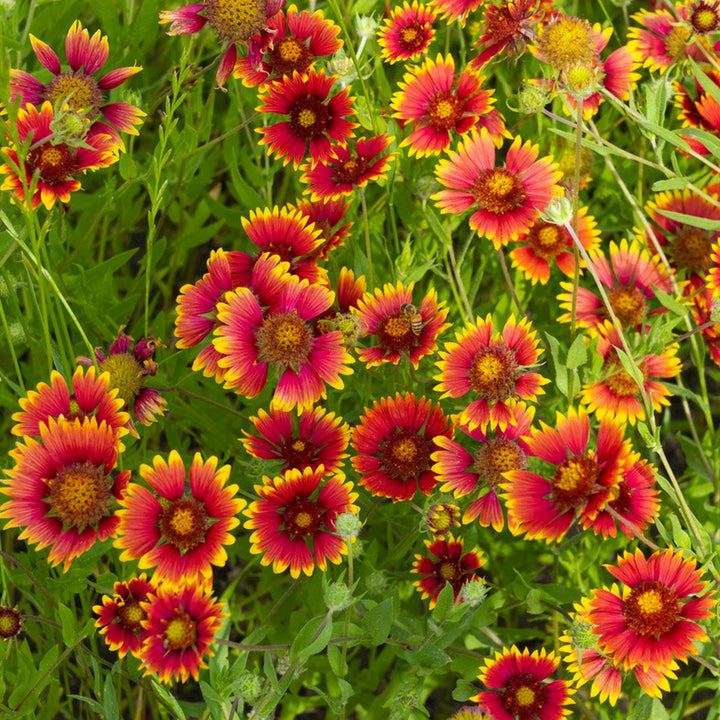 Flower Seeds, Seeds,Seeds For Planting,Plant Seeds