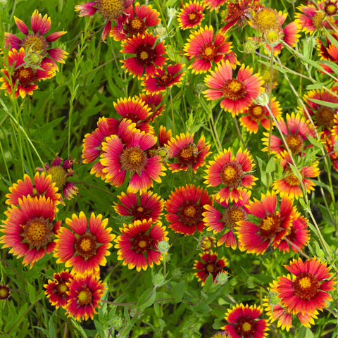Flower Seeds, Seeds,Seeds For Planting,Plant Seeds