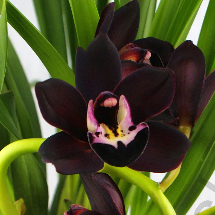 Black Cymbidium Faberi Flower Seeds for Planting – Heirloom, Non-GMO, Organic Garden Seeds