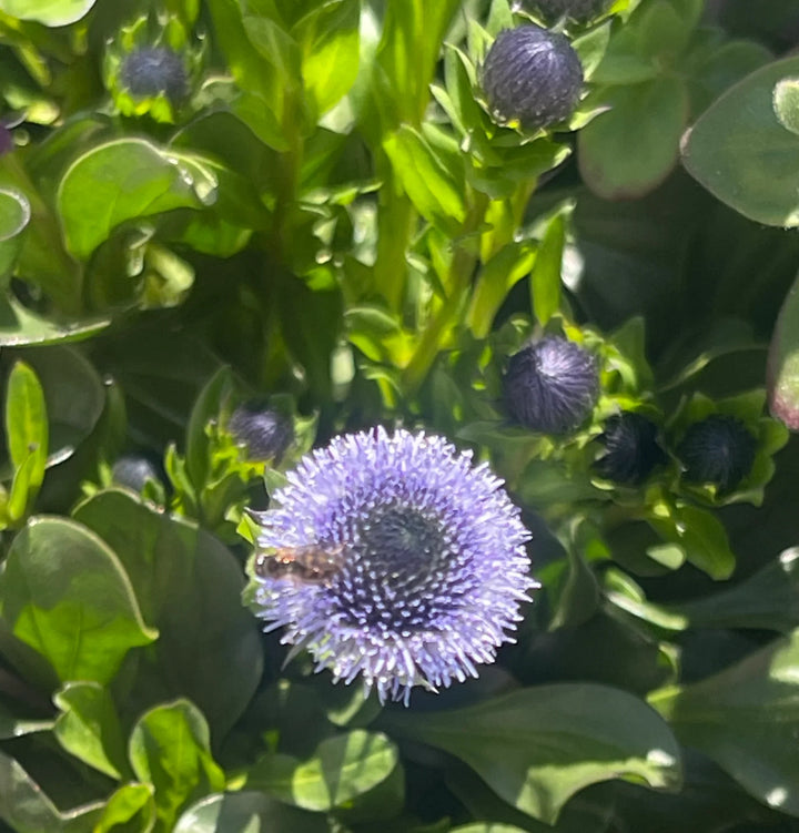 Flower Seeds, Seeds,Seeds For Planting,Plant Seeds