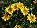 Yellow Gazania Flower Seeds for Planting – Heirloom, Non-GMO Long-Bloom Organic Garden Seeds