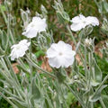 White Alba Lychnis Flower Seeds for Planting – Heirloom, Non-GMO Pollinator-Friendly Organic Garden Seeds