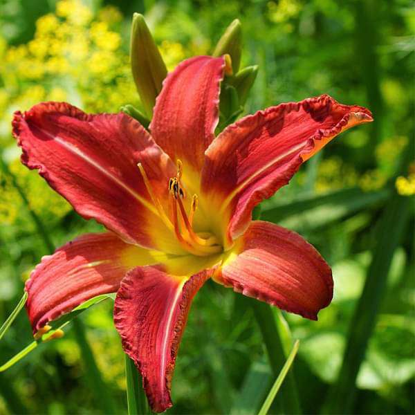 Flower Seeds, Seeds,Seeds For Planting,Plant Seeds