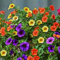 Calibrachoa Flower Seeds – Heirloom, Non-GMO, Vibrant Colors