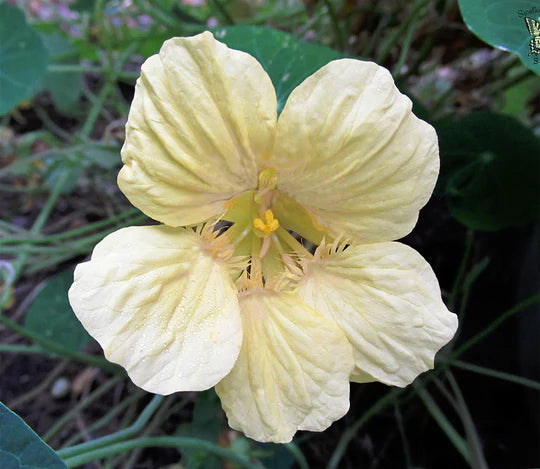 Cream Nasturtium Flower Seeds for Planting – Heirloom, Non-GMO, High Germination Garden Seeds