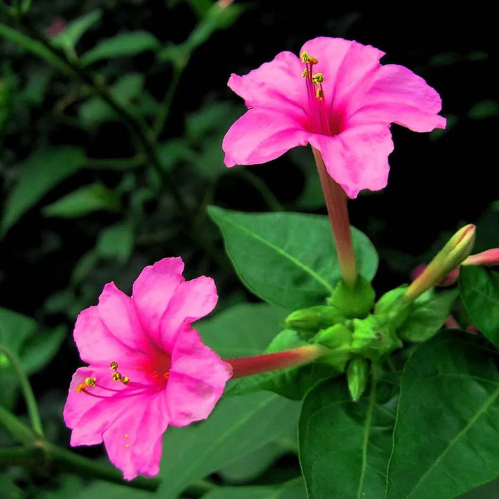 Flower Seeds, Seeds,Seeds For Planting,Plant Seeds