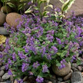 Nepeta Mussinii Flower Seeds for Planting – Heirloom, Non-GMO, High Germination Hardy Garden Seeds