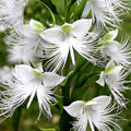 White Radiata Flower Seeds for Planting – Pollinator Friendly, Heirloom, Non-GMO, High Germination Organic Garden Seeds