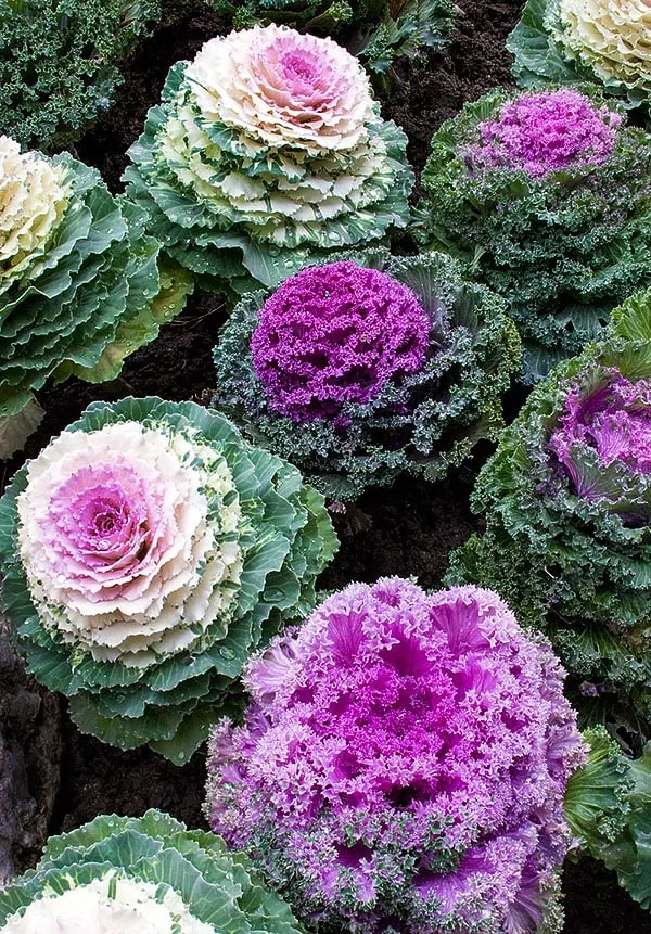 Violet Brassica Oleracea Flower Seeds – Bright Blooms, Heirloom &amp; Non-GMO Seeds for Home Garden