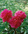 Pink Paeonia Lactiflora Flower Seeds for Planting – Heirloom, Non-GMO Hardy Organic Garden Seeds