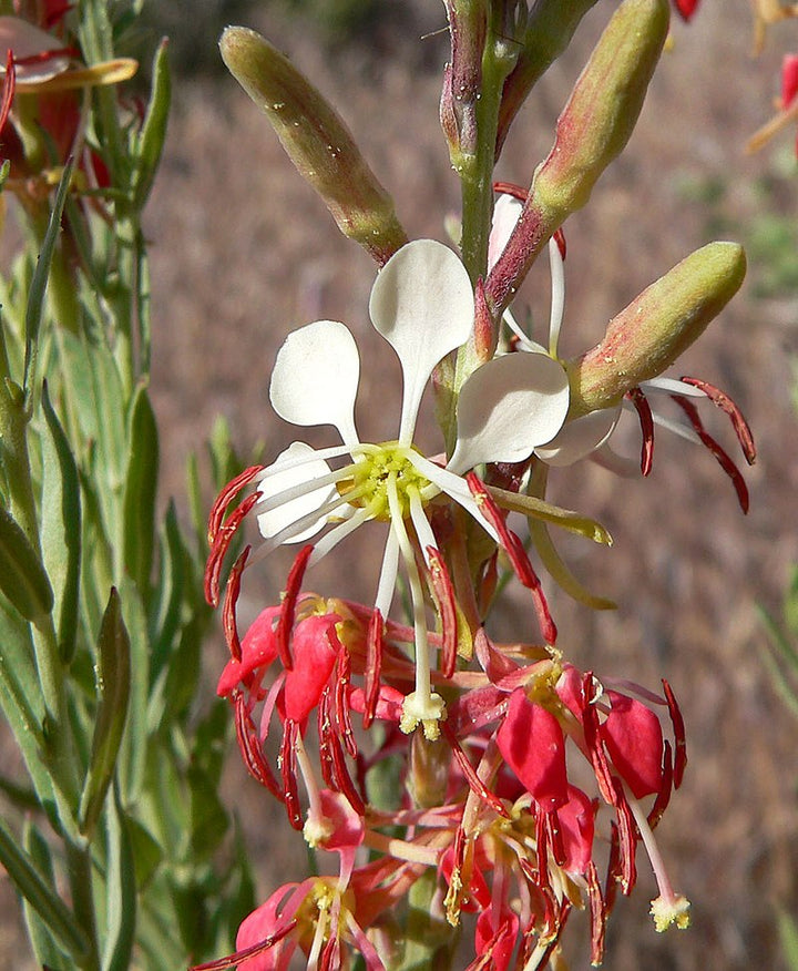Flower Seeds, Seeds,Seeds For Planting,Plant Seeds