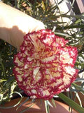 Red Cream Carnation Flower Seeds for Planting – Heirloom, Non-GMO, High Germination Garden Seeds