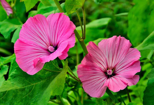 Lavatera Flower Seeds for Planting – Heirloom, Non-GMO, Low-Maintenance Organic Garden Seeds