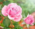 Pink David Austin Rose Flower Seeds for Planting – Heirloom, Non-GMO, Fragrant Blossoms, High Germination