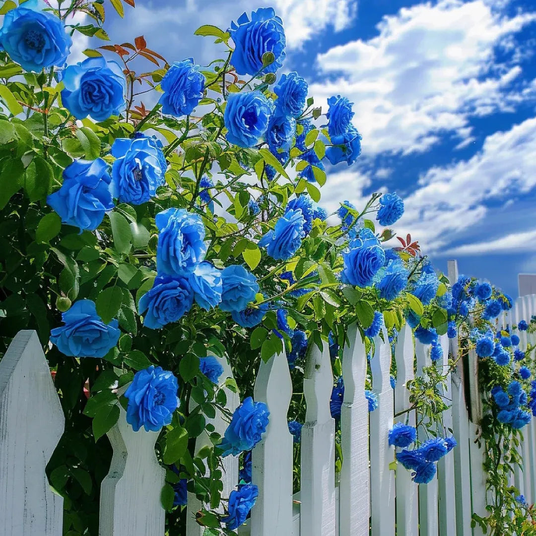 blue roses seeds Sky Blue Climbing Rose Flower Seeds for Planting