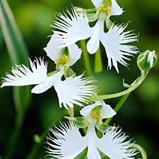 Flower Seeds, Seeds,Seeds For Planting,Plant Seeds