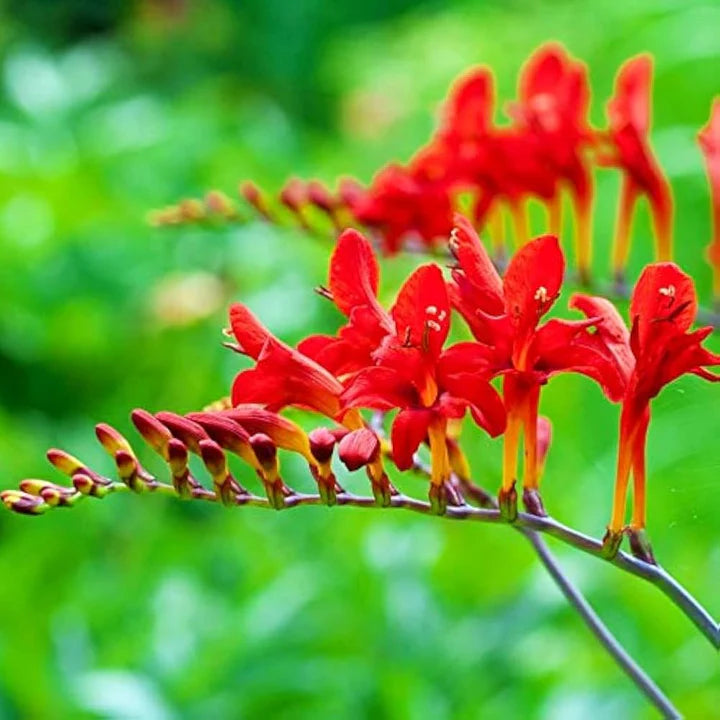 Red Crocosmia Lucifer Flower Seeds for Planting Heirloom Non-GMO High Germination Organic Garden Seeds