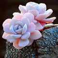 Light Pink Echeveria Laui Flower Seeds for Planting – Heirloom, Non-GMO, High Germination Garden Seeds