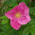 Pink Rugosa Flower Seeds – Heirloom, Non-GMO, Bright Blooms