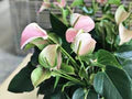 Baby Pink Anthurium Flower Seeds for Planting – Cottage Garden Essential, Heirloom, Non-GMO, Organic Garden Seeds