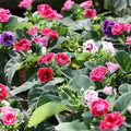 Mixed Gloxinia Flower Seeds for Planting – Heirloom, Non-GMO, Cottage Garden Organic Garden Seeds