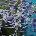 Merwilla Flower Seeds for Planting – Shade Tolerant, Heirloom, Non-GMO, High Germination Organic Garden Seeds